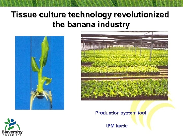 Tissue culture technology revolutionized the banana industry Production system tool IPM tactic 