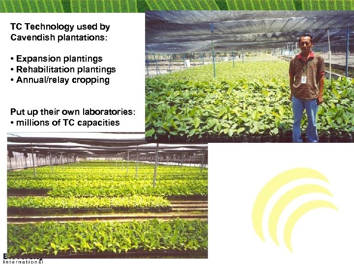 TC Technology used by Cavendish plantations: • Expansion plantings • Rehabilitation plantings • Annual/relay
