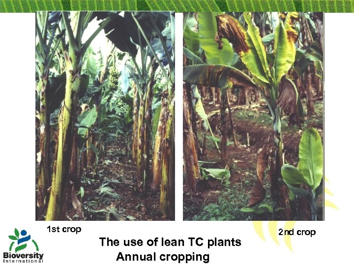 1 st crop The use of lean TC plants Annual cropping 2 nd crop