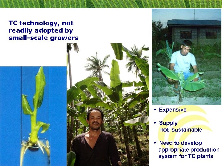 TC technology, not readily adopted by small-scale growers • Expensive • Supply not sustainable