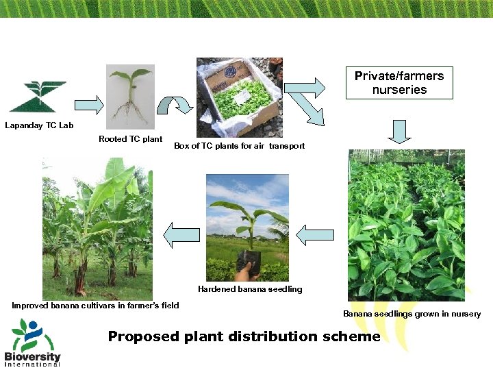 Private/farmers nurseries Lapanday TC Lab Rooted TC plant Box of TC plants for air