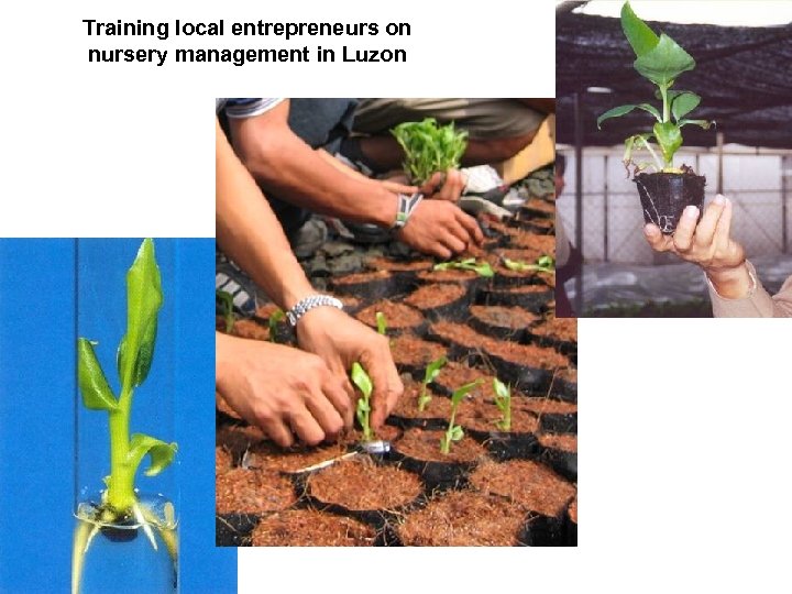 Training local entrepreneurs on nursery management in Luzon 