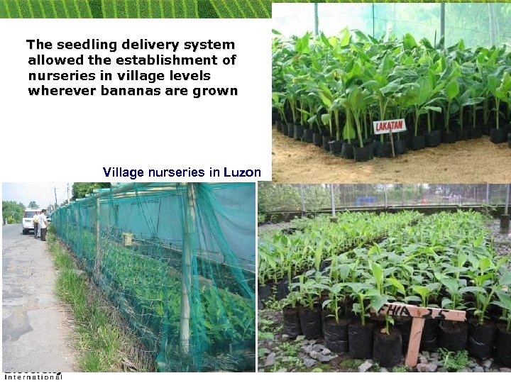 The seedling delivery system allowed the establishment of nurseries in village levels wherever bananas