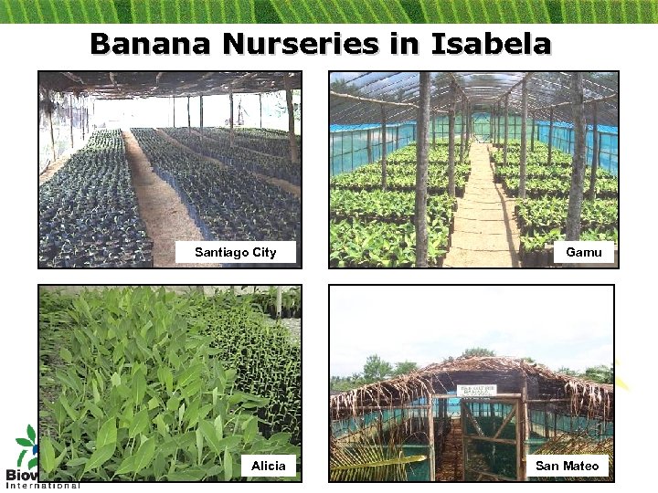 Banana Nurseries in Isabela Santiago City Alicia Gamu San Mateo 