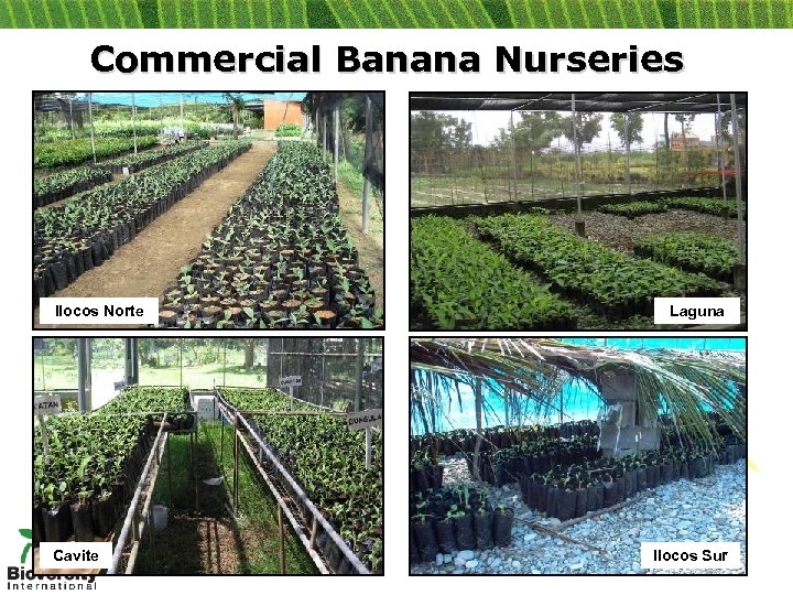 Commercial Banana Nurseries Ilocos Norte Cavite Laguna Ilocos Sur 