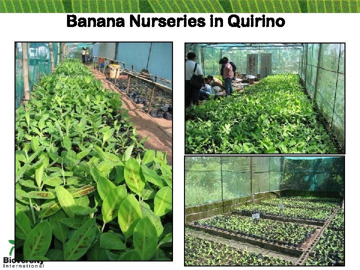 Banana Nurseries in Quirino 