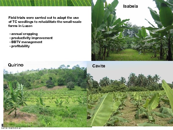 Isabela Field trials were carried out to adapt the use of TC seedlings to