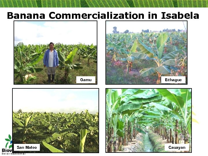Banana Commercialization in Isabela Gamu San Mateo Echague Cauayan 