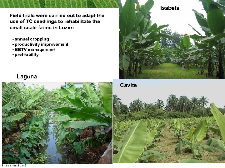 Isabela Field trials were carried out to adapt the use of TC seedlings to