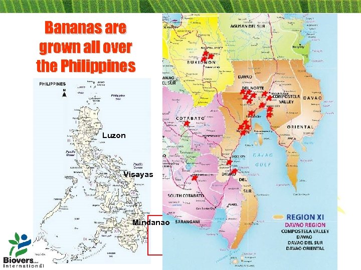 Bananas are grown all over the Philippines Luzon Visayas Mindanao 