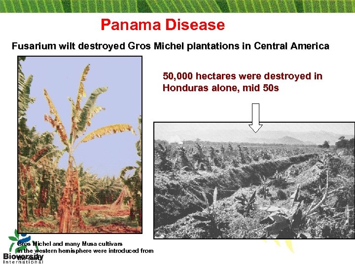 Panama Disease Fusarium wilt destroyed Gros Michel plantations in Central America 50, 000 hectares