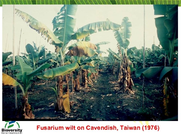Fusarium wilt on Cavendish, Taiwan (1976) 