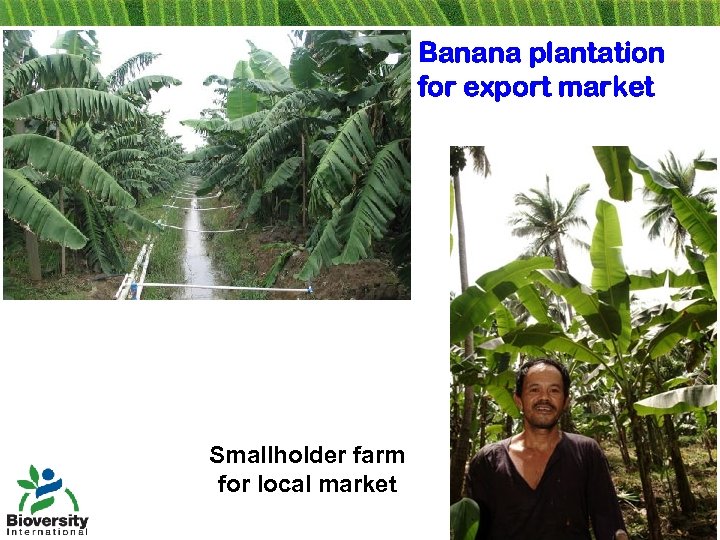 Banana plantation for export market Smallholder farm for local market 