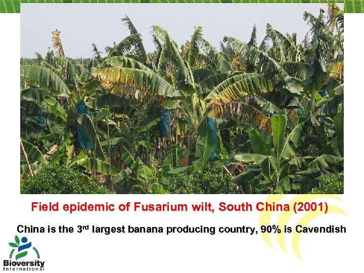 Field epidemic of Fusarium wilt, South China (2001) China is the 3 rd largest