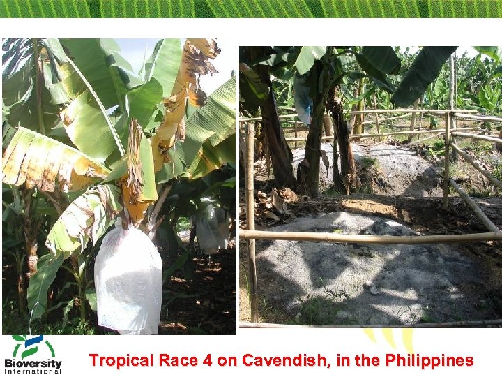 Tropical Race 4 on Cavendish, in the Philippines 
