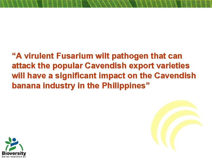 “A virulent Fusarium wilt pathogen that can attack the popular Cavendish export varieties will
