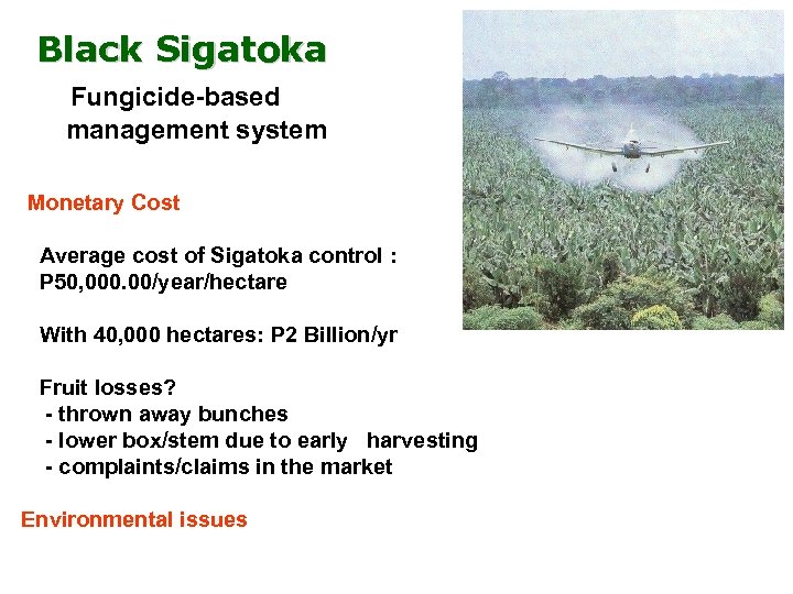 Black Sigatoka Fungicide-based management system Monetary Cost Average cost of Sigatoka control : P