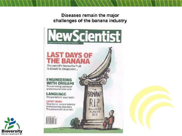 Diseases remain the major challenges of the banana industry 