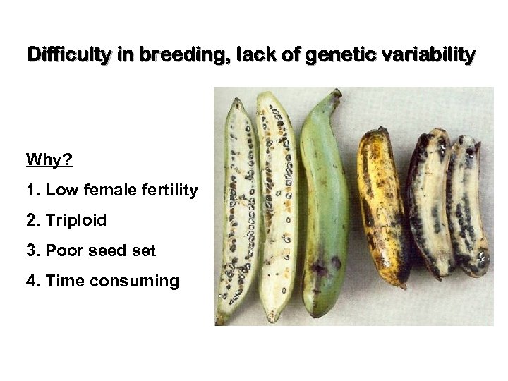 Difficulty in breeding, lack of genetic variability Why? 1. Low female fertility 2. Triploid