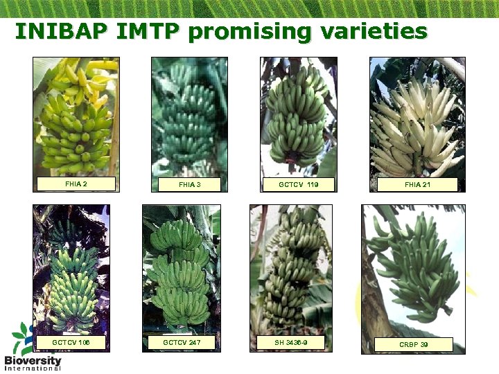 INIBAP IMTP promising varieties FHIA 2 GCTCV 106 FHIA 3 GCTCV 247 GCTCV 119