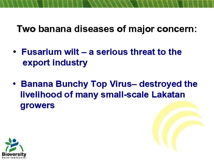 Two banana diseases of major concern: • Fusarium wilt – a serious threat to