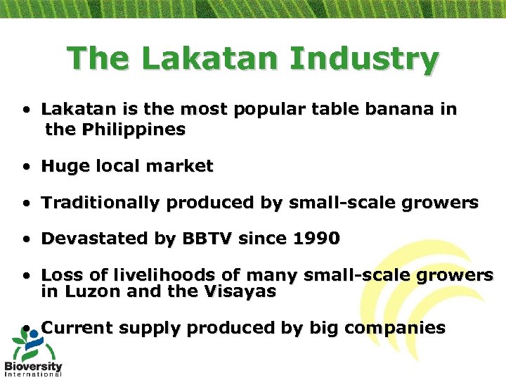 The Lakatan Industry • Lakatan is the most popular table banana in the Philippines