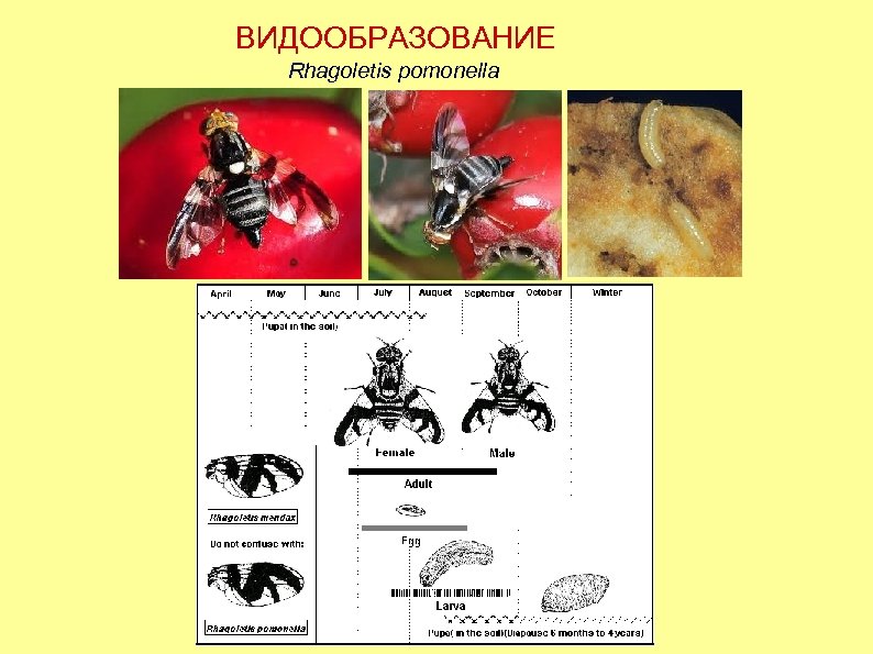 ВИДООБРАЗОВАНИЕ Rhagoletis pomonella 
