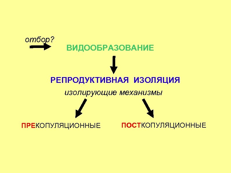 Механизм видообразования схема