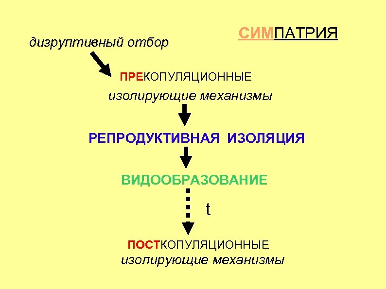 СИМПАТРИЯ дизруптивный отбор ПРЕКОПУЛЯЦИОННЫЕ изолирующие механизмы РЕПРОДУКТИВНАЯ ИЗОЛЯЦИЯ ВИДООБРАЗОВАНИЕ t ПОСТКОПУЛЯЦИОННЫЕ изолирующие механизмы 