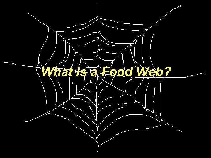 What is a Food Web? 