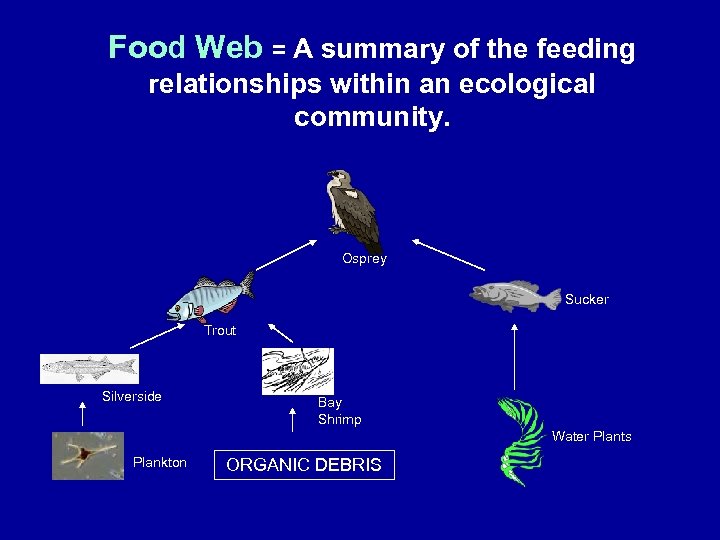 Food Web = A summary of the feeding relationships within an ecological community. Osprey