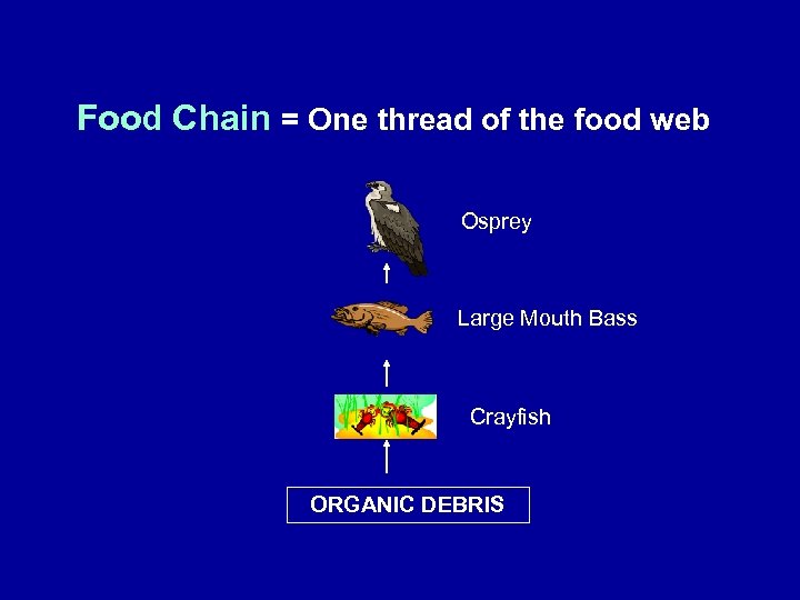 Food Chain = One thread of the food web Osprey Large Mouth Bass Crayfish