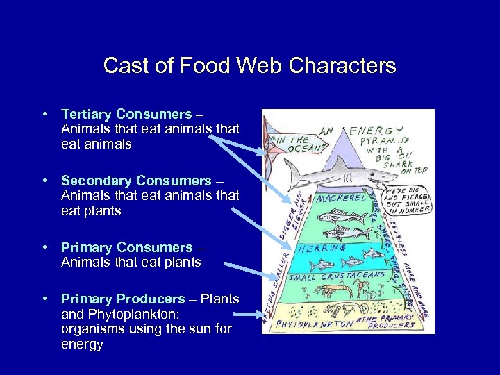 Cast of Food Web Characters • Tertiary Consumers – Animals that eat animals •