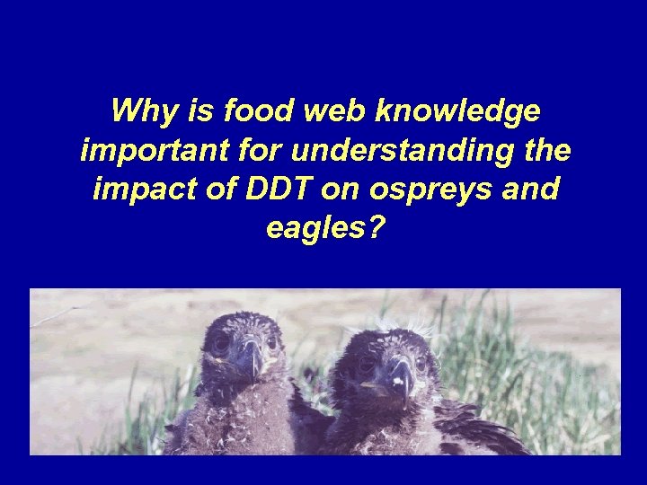 Why is food web knowledge important for understanding the impact of DDT on ospreys