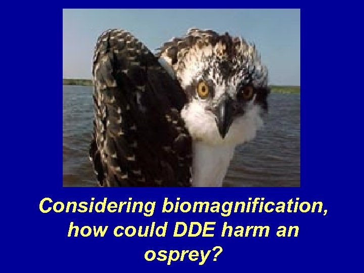 Considering biomagnification, how could DDE harm an osprey? 