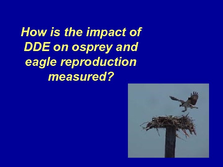 How is the impact of DDE on osprey and eagle reproduction measured? 