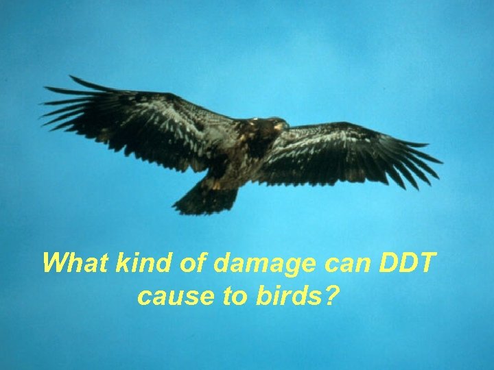 What kind of damage can DDT cause to birds? 