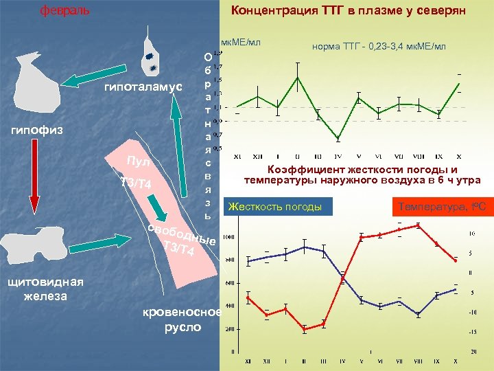 февраль Концентрация ТТГ в плазме у северян мк. МЕ/мл гипоталамус гипофиз Пул Т 3/Т