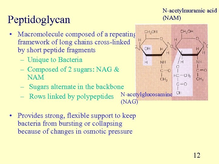 N-acetylmuramic acid (NAM) Peptidoglycan • Macromolecule composed of a repeating framework of long chains