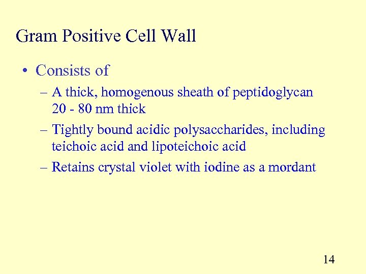 Gram Positive Cell Wall • Consists of – A thick, homogenous sheath of peptidoglycan