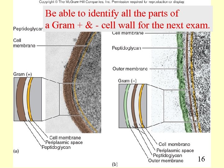 Be able to identify all the parts of a Gram + & - cell