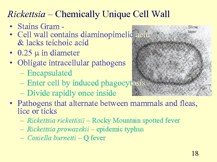 Rickettsia – Chemically Unique Cell Wall • Stains Gram - • Cell wall contains