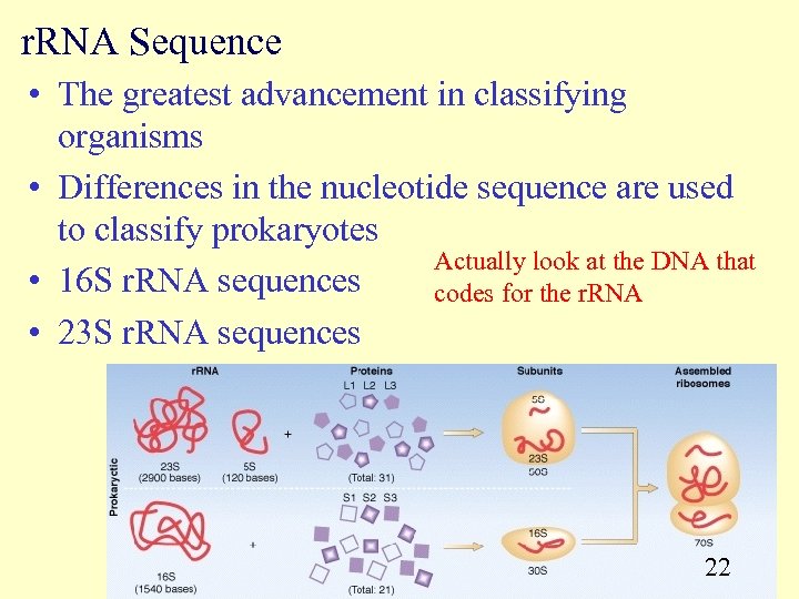 r. RNA Sequence • The greatest advancement in classifying organisms • Differences in the
