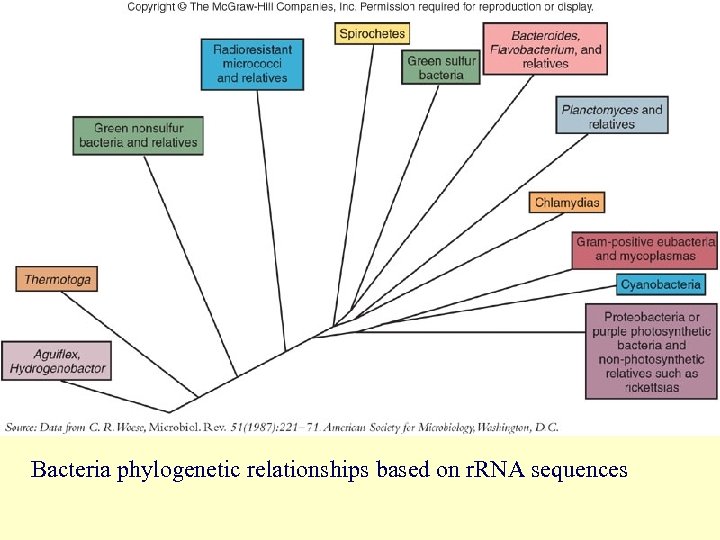 Bacteria phylogenetic relationships based on r. RNA sequences 