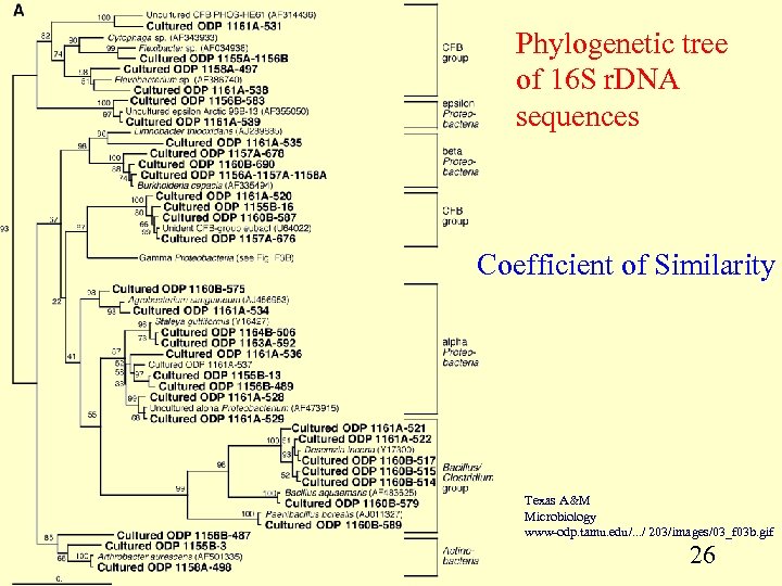 Phylogenetic tree of 16 S r. DNA sequences Coefficient of Similarity Texas A&M Microbiology