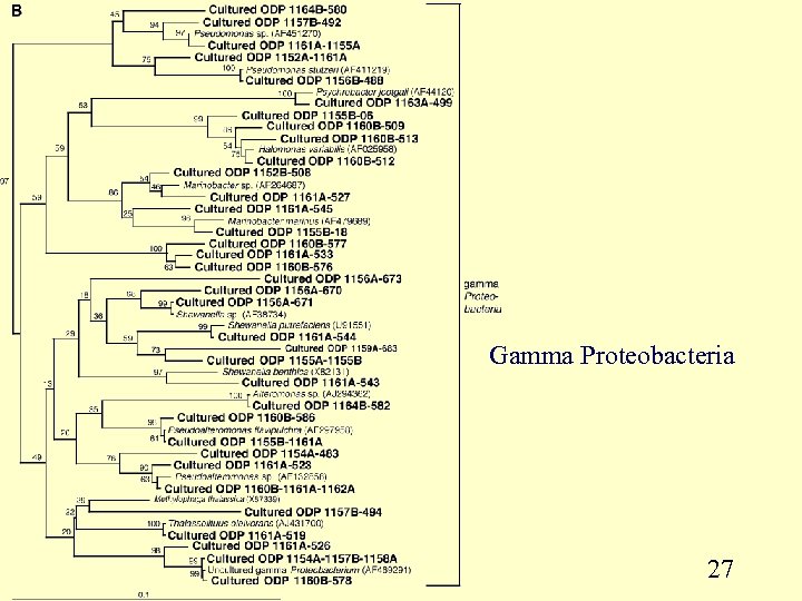 Gamma Proteobacteria 27 