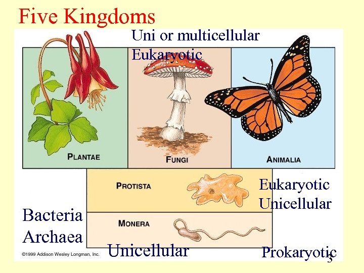 Five Kingdoms Uni or multicellular Eukaryotic Bacteria Archaea Eukaryotic Unicellular Prokaryotic 3 