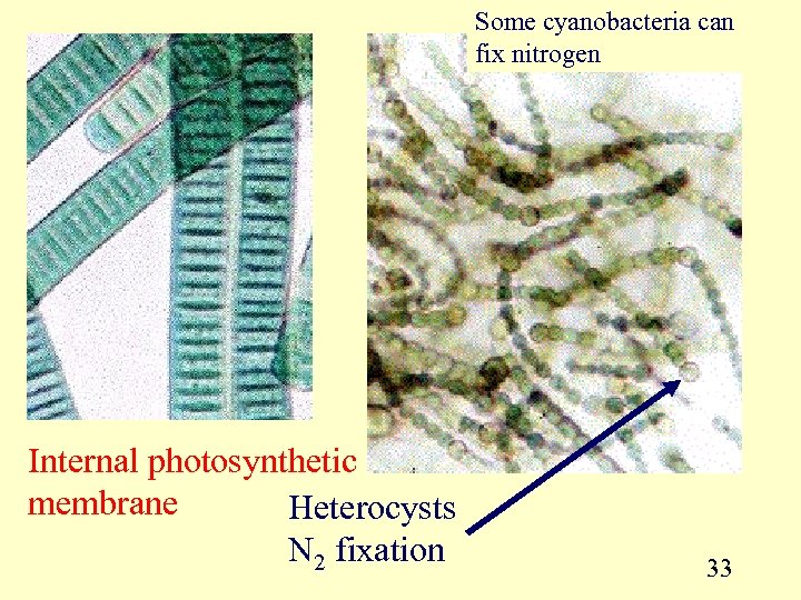 Some cyanobacteria can fix nitrogen Internal photosynthetic membrane Heterocysts N 2 fixation 33 