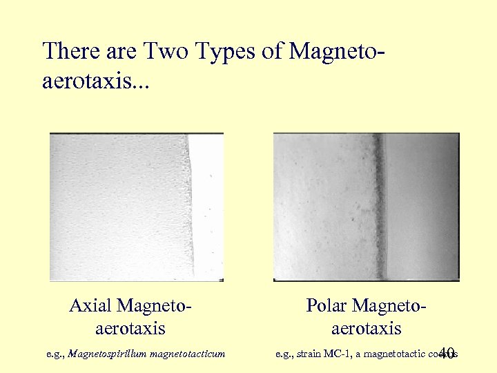 There are Two Types of Magnetoaerotaxis. . . Axial Magnetoaerotaxis e. g. , Magnetospirillum
