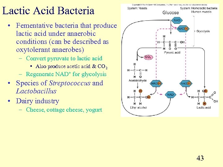 Lactic Acid Bacteria • Fementative bacteria that produce lactic acid under anaerobic conditions (can